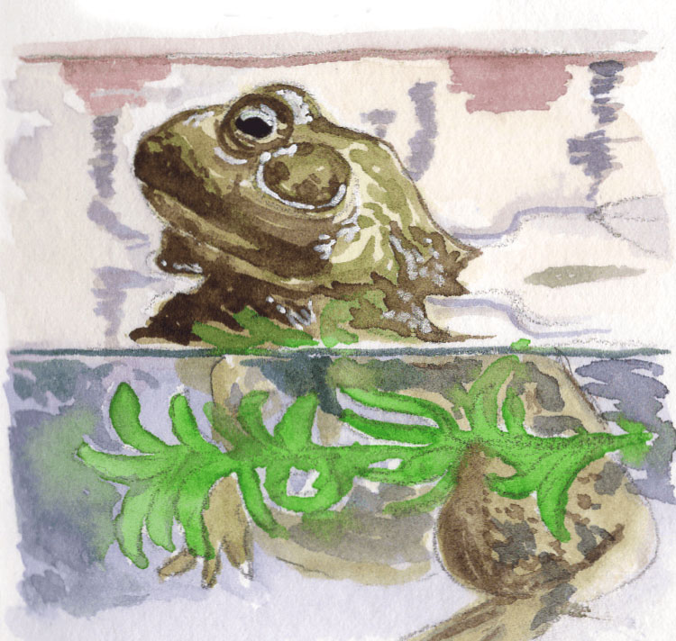 Frog illustration