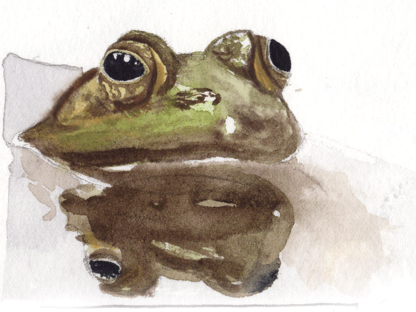 Frog illustration