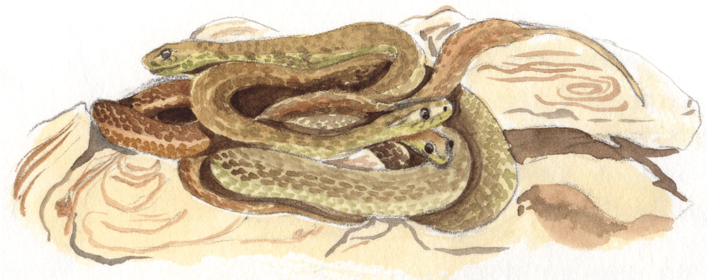 Snakes illustration