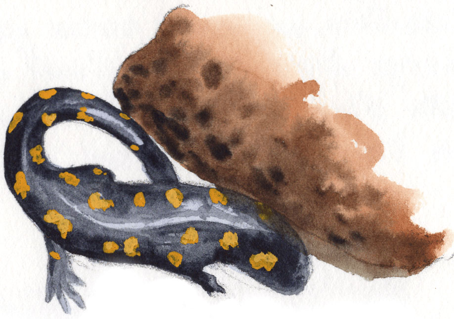 Spotted salamander illustration