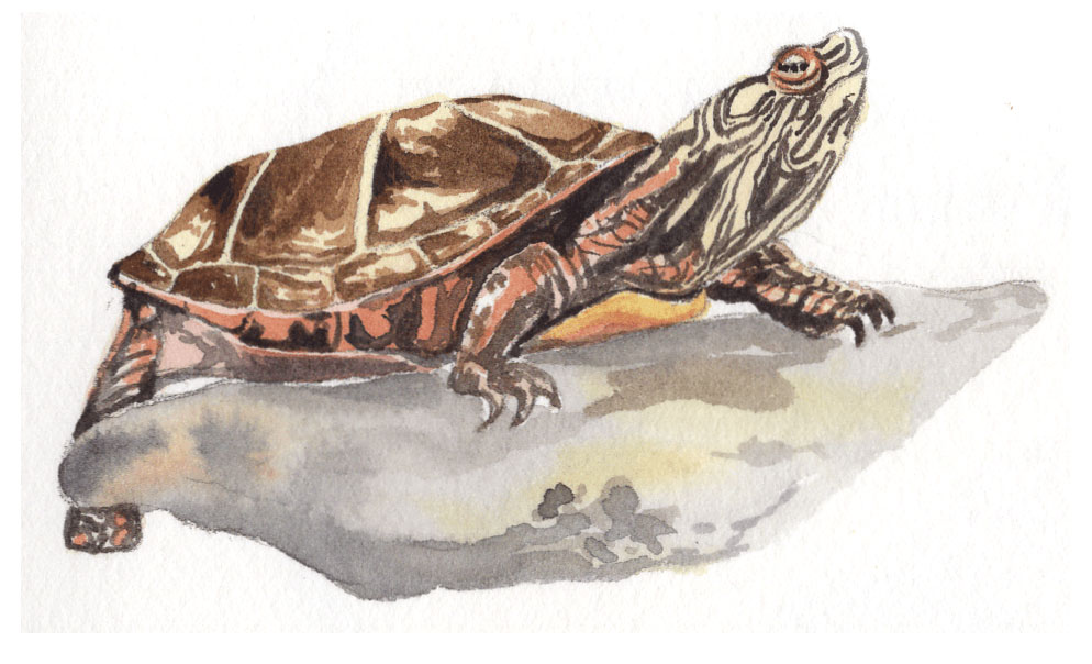 Turtle illustration